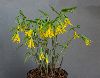 <em>Uvularia grandiflora</em>